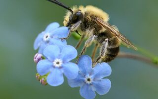 Composition du miel : butiner le nectar