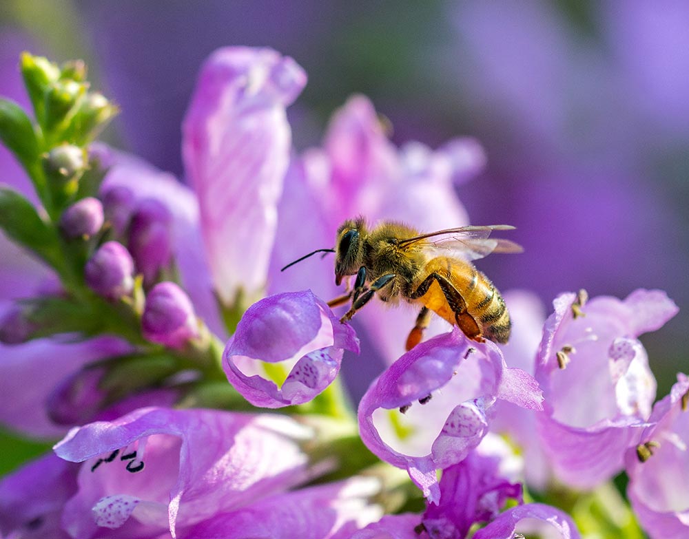 Composition du miel : 1) butiner le nectar